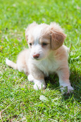 Funny puppy creamy color sitting on the green grass. First walk