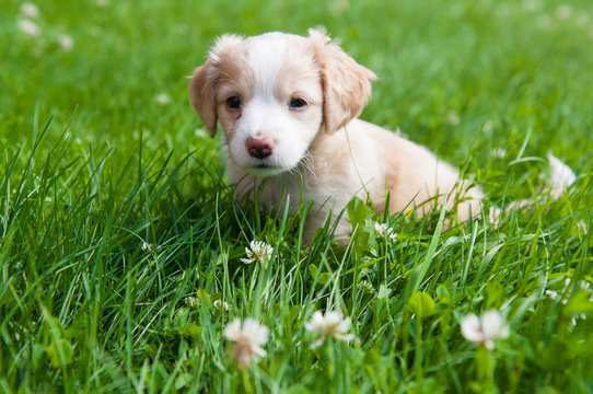 Funny puppy creamy color sitting on the green grass. First walk
