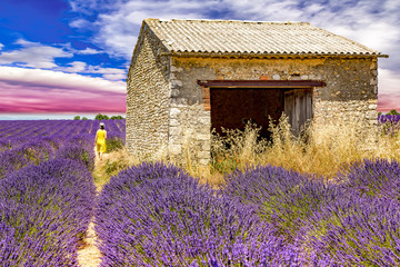Fototapeta na wymiar Woman in lavender field
