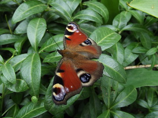 Butterfly in the garden