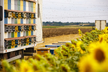 Bee hives on the edge of a sunflower field