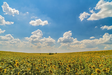 Landscape with sunflower plantation on a sunny day