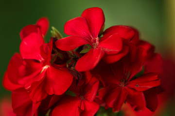 Macro photo with geranium flower