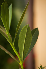 Close-up image of oleander leaf