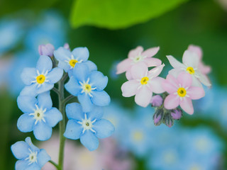 Flowers forget-me-nots blue and pink as a concept of boy and girl attitude of the sexes of love and harmonious relations in the family