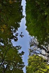 Leaves and sky