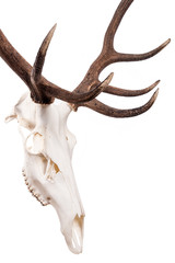 Deer skull isolated on white background. Deer skull with big horn.
