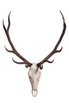 Deer skull isolated on white background. Deer skull with big horn.
