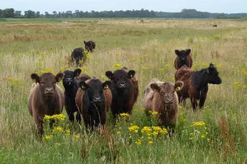 Fototapeten Galloway-Kühe grasen im Naturschutzgebiet der Wassergesellschaft in der Nähe des Flusses Vecht © henkbouwers
