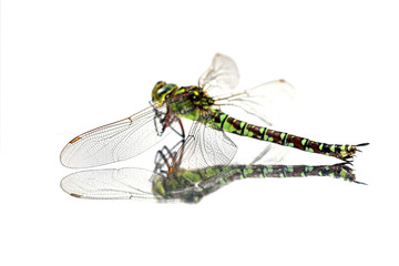 Der Flügel einer Libelle