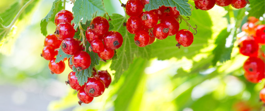 Red currants in the garden.