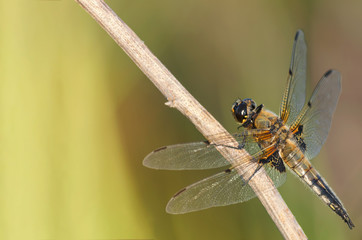 Natural background sitting on a branch with dragonfly