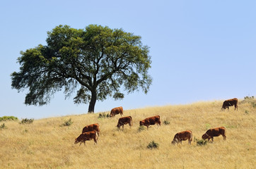 Rural landscape, Portugal