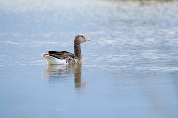 goose in water
