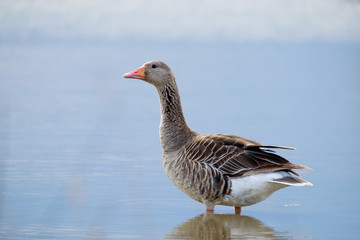 goose in water