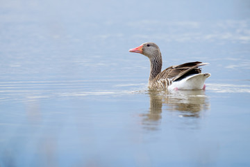 goose in water