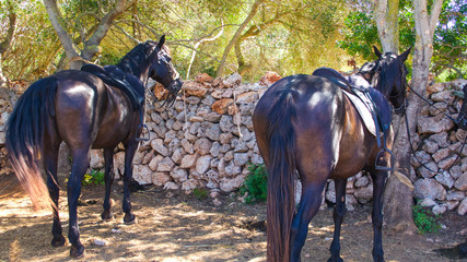 Two black horses tethered to a stone wall