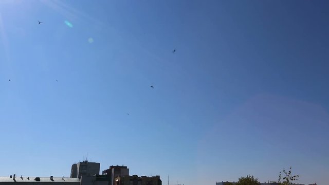 A flock of swifts flying fast against blue sky