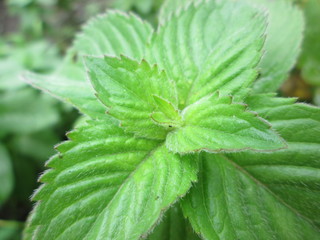 Mint