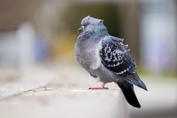 pigeon detail