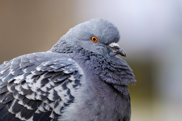pigeon detail