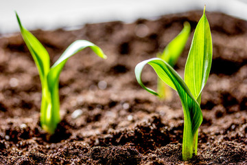 Concept appearance of life - sprout from soil close up