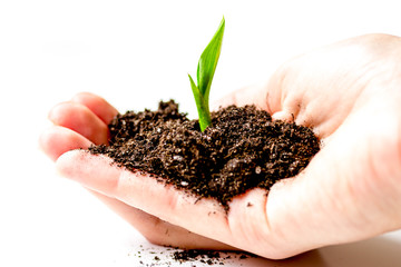 Concept birth of idea- sprout from soil on white background
