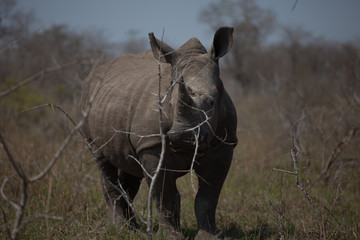 Obraz premium A rhino in Kruger National Park in South Africa