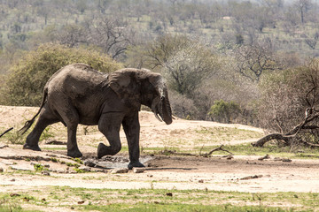 Fototapeta na wymiar An elephant in Kruger National Park in South Africa