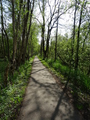 Obraz premium Road between trees