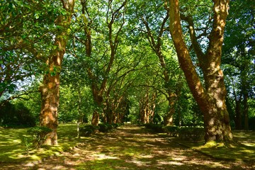 Baumallee Parklandschaft