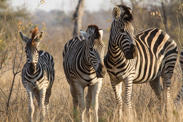 Fototapeta na wymiar Zebras in Kruger National Park in South Africa