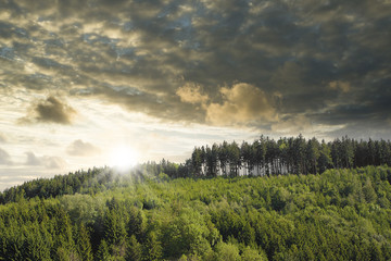 Obraz na płótnie Canvas Geschützter Wald im Sonnenuntergang