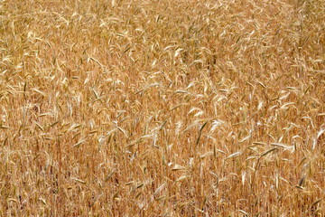 Goldenes Getreidefeld Gerstenfeld