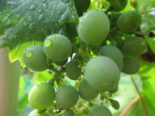Grapes