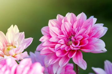 Pink dahlia background.