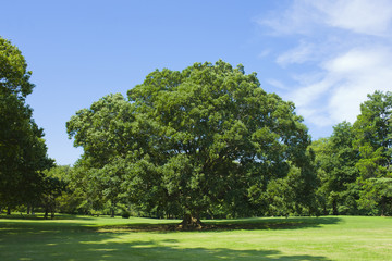 公園　木