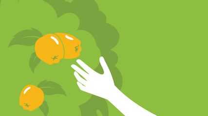 Abstract Quince background VEctor for farming, agriculture Design elements for info graphic, websites and print media. Vector illustration