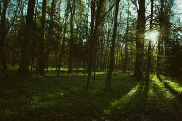 Fototapeta na wymiar Białowieski Park Narodowy