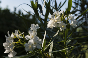 Fiore bianco