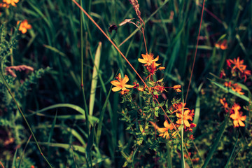 Spring wild flower background.