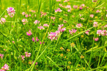 Spring wild flower background.