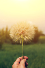 Fototapeta premium Dandelion seeds in the morning sunlight