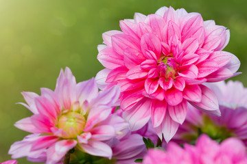Obraz premium Pink dahlia background.