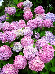 Fototapeta premium ピンクの紫陽花