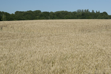 Cornfield