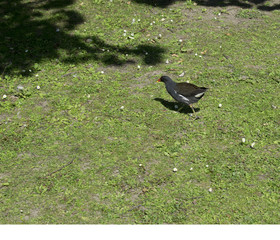 Moorhen