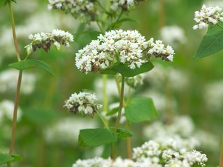 蕎麦の花