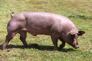 Domestic pig grazing on animal farm summertime