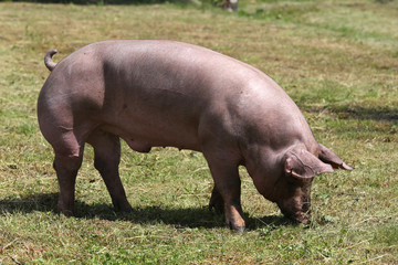 Fototapeta na wymiar Domestic female pig grazing on animal farm summertime